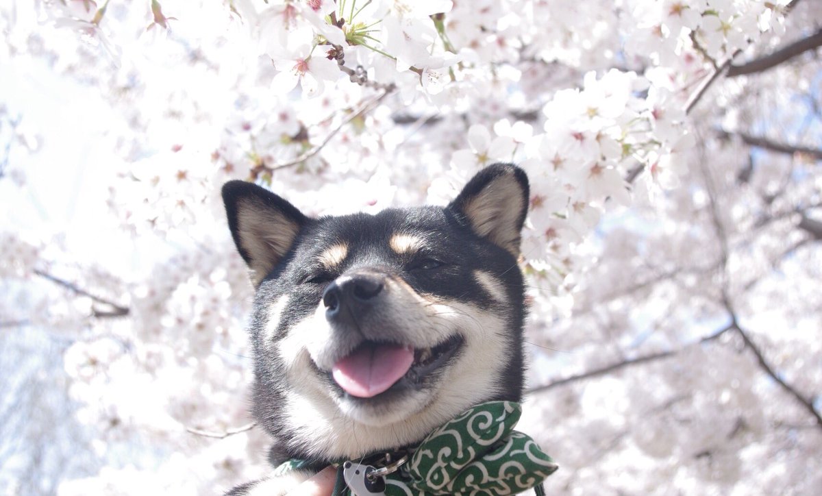 dog no humans flower animal focus shiba inu outdoors animal  illustration images