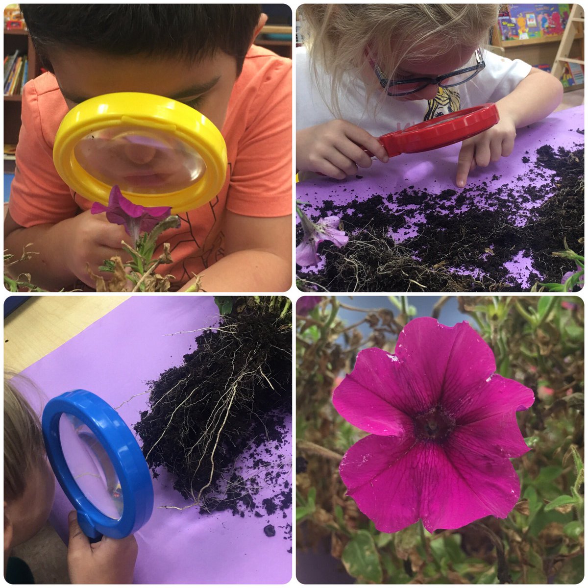 💜EXPLORING LIVING THINGS💜
Q: Using what we've learned about the needs of #livingthings, why did this #plant begin to die? 🤔💭

🌺The Bears #observe and #explore to discover the answer...

<a href="/VMEPatriots/">Veterans Memorial Elementary</a> <a href="/collierschools/">Collier County Public Schools</a> <a href="/CollierScience/">Collier Science Dept</a> @ccpsSTEM