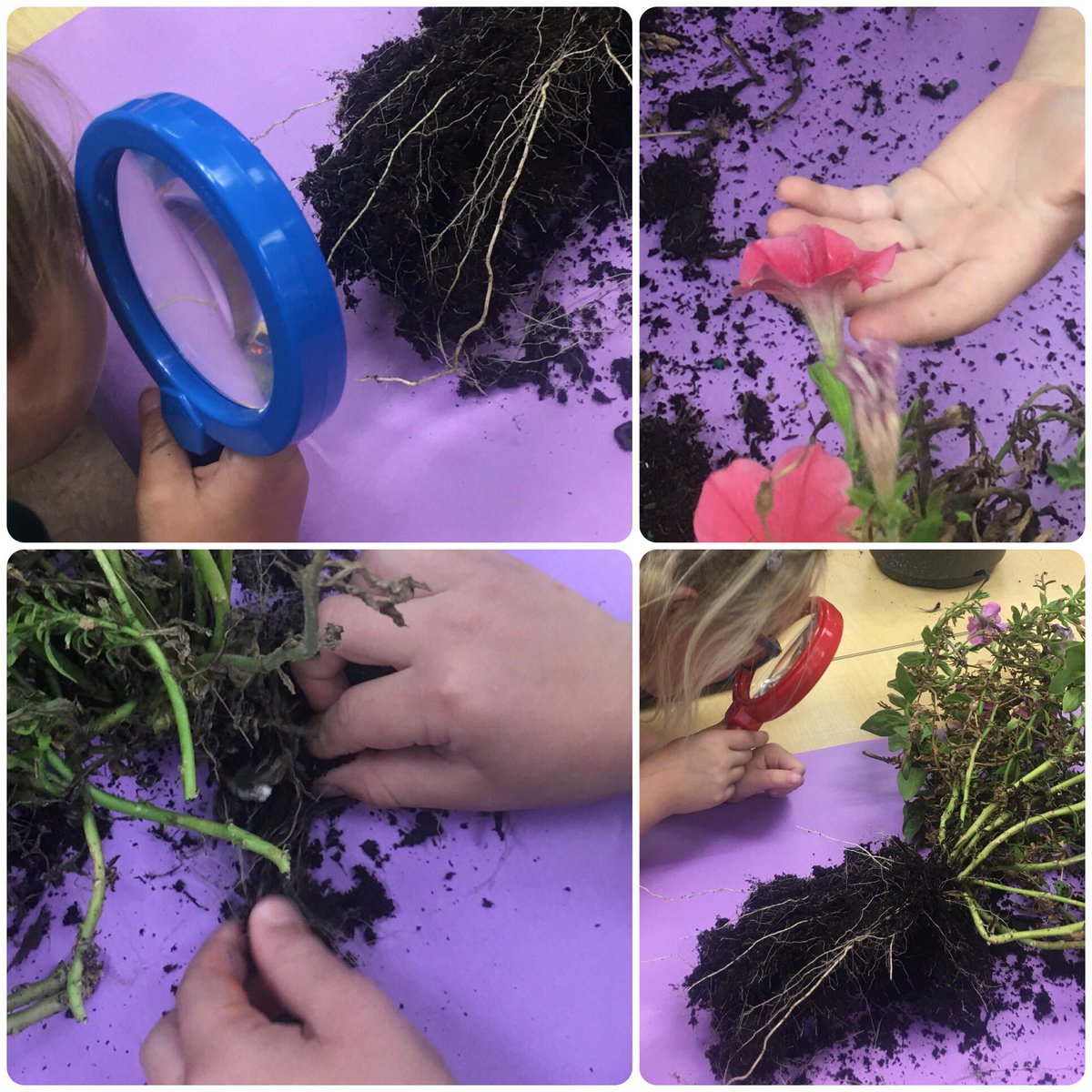 briggsbears's tweet photo. 💜EXPLORING LIVING THINGS💜
Q: Using what we've learned about the needs of #livingthings, why did this #plant begin to die? 🤔💭

🌺The Bears #observe and #explore to discover the answer...

@VMEPatriots @collierschools @CollierScience @ccpsSTEM https://t.co/mrKY58j9K3