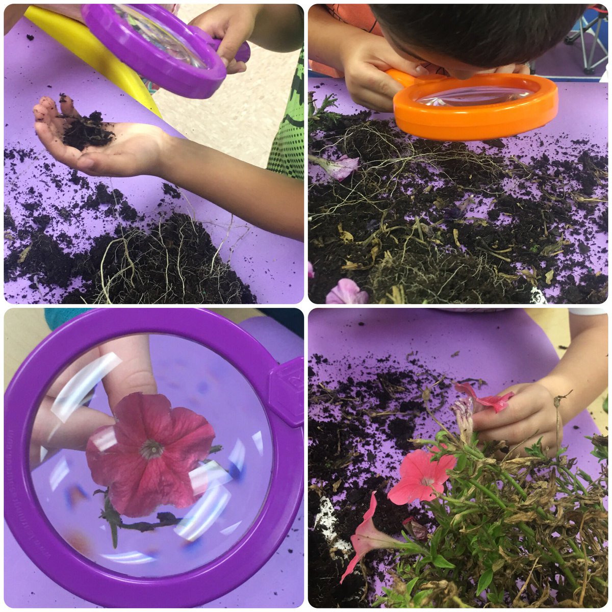 briggsbears's tweet photo. 💜EXPLORING LIVING THINGS💜
Q: Using what we've learned about the needs of #livingthings, why did this #plant begin to die? 🤔💭

🌺The Bears #observe and #explore to discover the answer...

@VMEPatriots @collierschools @CollierScience @ccpsSTEM https://t.co/mrKY58j9K3