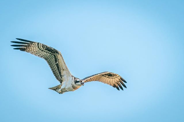 Rushin to the weekend! .
.
.
#sashasudphotography #osprey #eyes #fun #bird #birdsofprey #predator #britishcolumbia #weekend #rockies #nature #naturephotography #dawn #wild #wilderness #wildernessculture #photooftheday#photography #sonyimages #sonyalpha #lenscoat #sonya7riii …