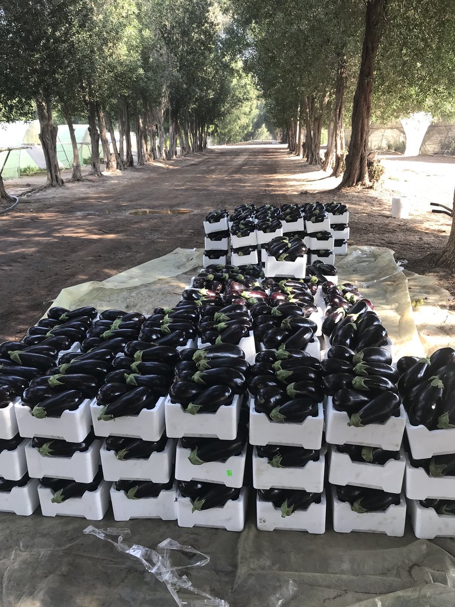 He2010Sayed's tweet image. #الهلال_بطل_الدوري_السعودي
مزارع_البوعينين_للخضروات
استمتع معنا بعرض الجمعه ١٣ ابريل سته أصناف ٣٥ ريال بالاضافهً لباقي الاصناف
maps.google.com/?q=26.892773,4…