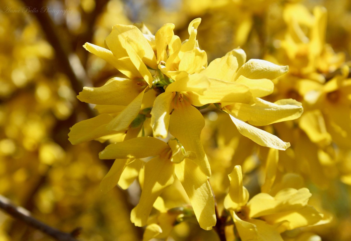 AnnaBellaPics's tweet photo. A much welcomed burst of golden sunshine in early #spring with these deciduous shrubs ... Forsythia, named after the Scottish botanist, William Forsyth, is also referred to as 'Golden Bell' or 'Easter Tree'. #StormHour #springbloomers https://t.co/ERo50CDpob