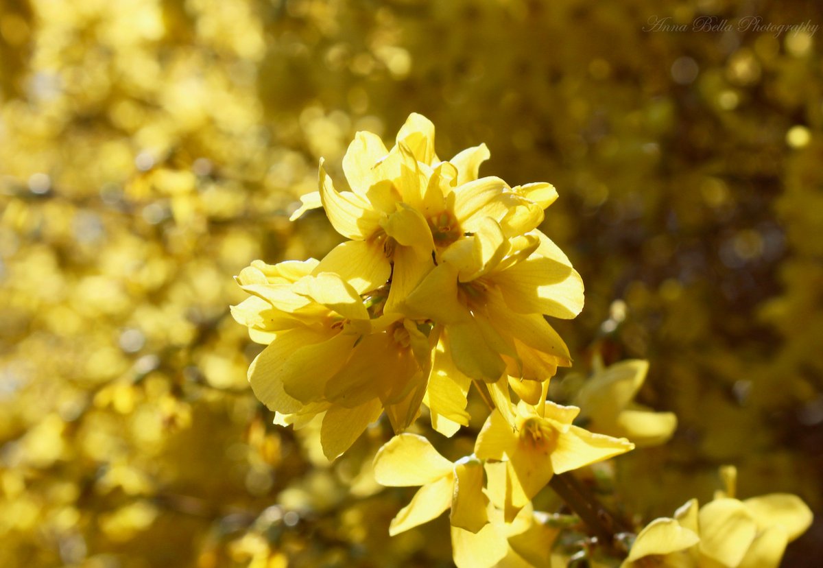 AnnaBellaPics's tweet photo. A much welcomed burst of golden sunshine in early #spring with these deciduous shrubs ... Forsythia, named after the Scottish botanist, William Forsyth, is also referred to as 'Golden Bell' or 'Easter Tree'. #StormHour #springbloomers https://t.co/ERo50CDpob