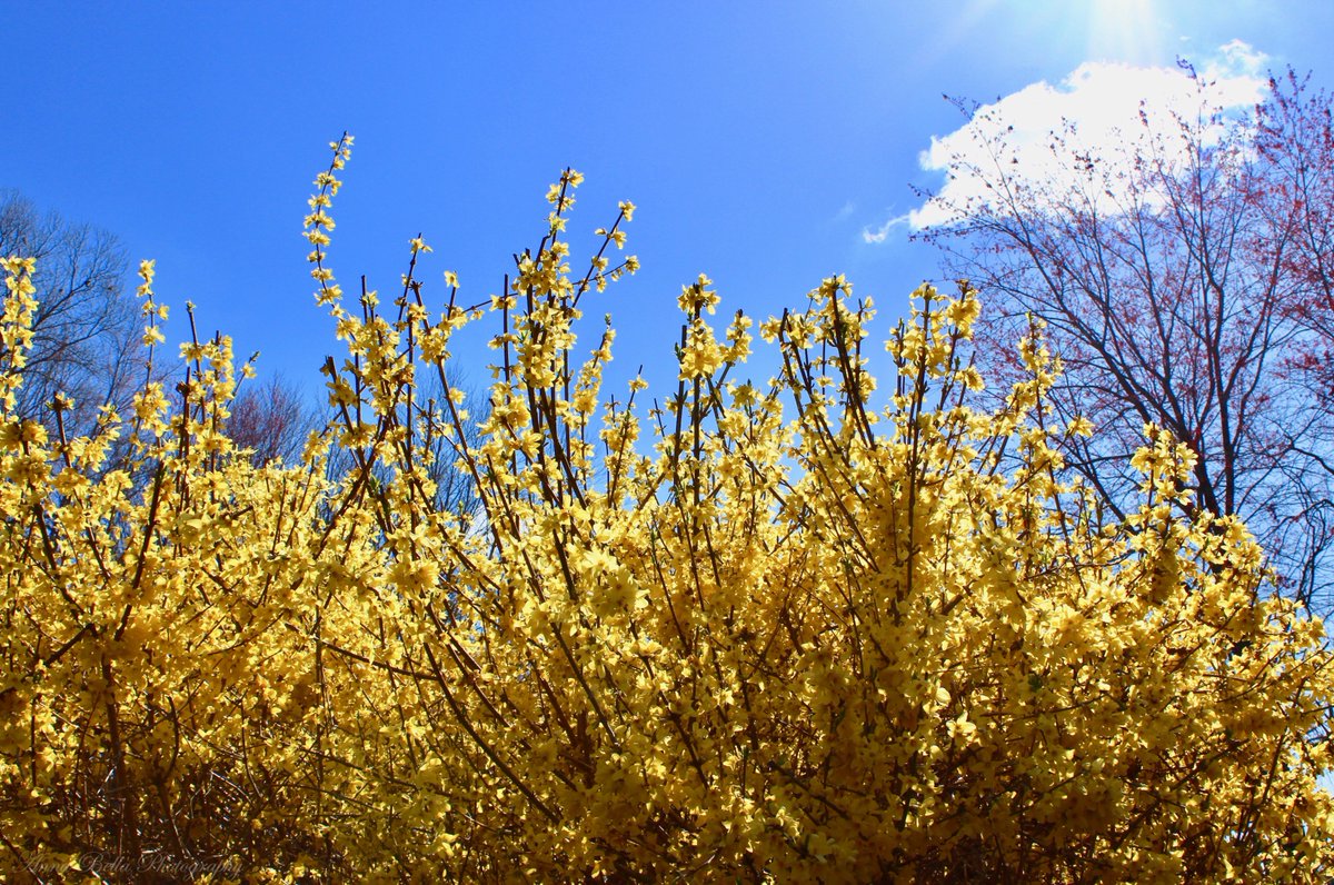 AnnaBellaPics's tweet photo. A much welcomed burst of golden sunshine in early #spring with these deciduous shrubs ... Forsythia, named after the Scottish botanist, William Forsyth, is also referred to as 'Golden Bell' or 'Easter Tree'. #StormHour #springbloomers https://t.co/ERo50CDpob