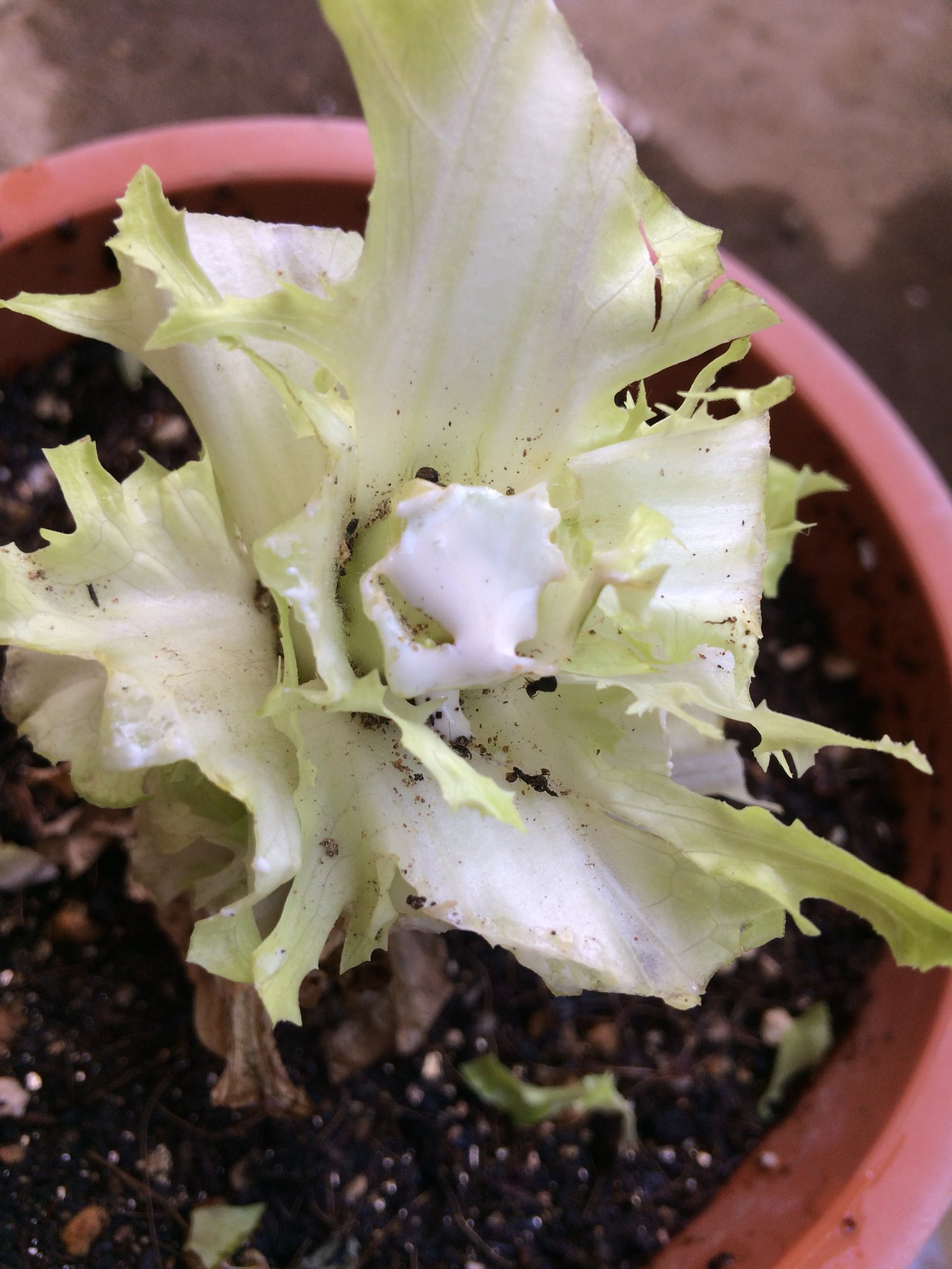 イモ子 家庭菜園アカ 豆知識メモ レタスを切った時に出てくるこの白い液 ラクチュカリウム Lactucarium と呼ばれているもので 鎮静 睡眠促進効果がある漢方的なものだそう ローマの時代は食後に食べてリラックスしてたとか 現代のレタスには