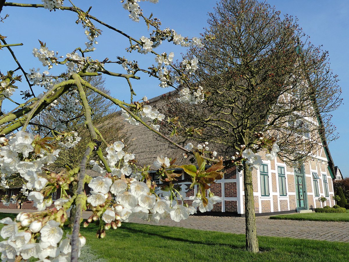 Altes Land Elbstrom tweet media