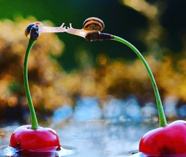 frutadeverdad's tweet photo. Bésame sobre el pedúnculo de una cereza. Y se besaron. Foto de Vyacheslav Mischenko. 
#besos #vivanlosbeso #diainternacionaldelbeso #besosdecereza https://t.co/kCZCoNzdBc