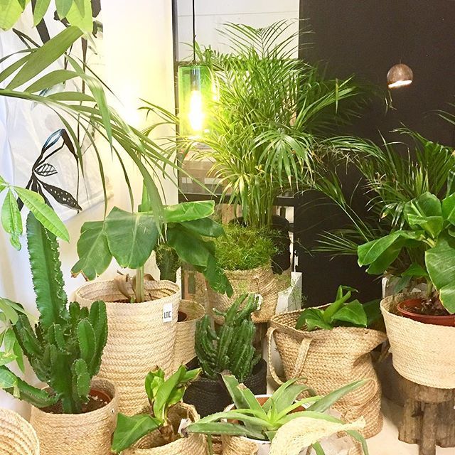 Nieuwe producten ingekocht voor de webshop @stoerdesign #urbanjungle #jute #natuurlijk #groen #planten #accessories #interieur #botanical #botanicalstyling #botanisch #industrieel #vintage #inspiratie #unc instagram.com/p/BhgnzWanyj5/