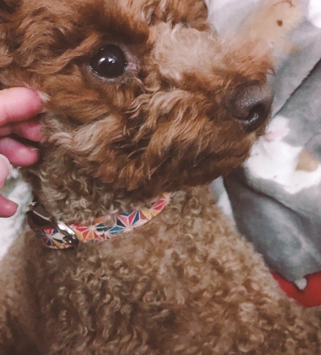 ameyuki550's tweet photo. おとの新しい首輪がやっと届いたぞー✨
レトロな柄がかわいいぞぉ(๑ ˊ͈ ᐞ ˋ͈ )ƅ̋ｸﾞｯ！ https://t.co/3mRaKYWnmq
