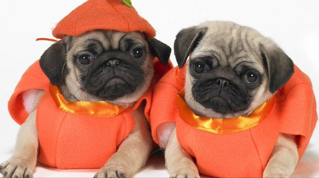 Frolicking pug