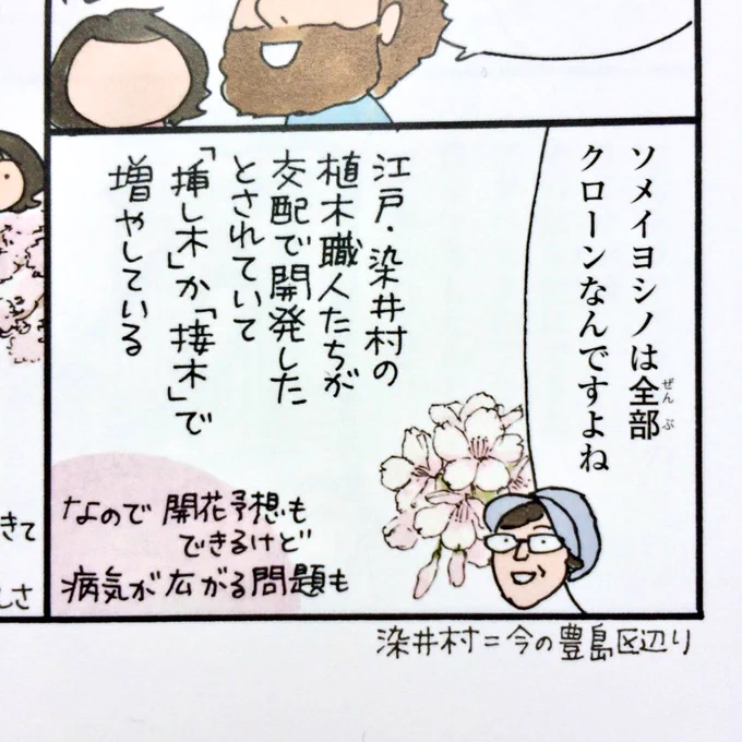 染井村で生まれたから、ソメイヨシノ。今の豊島区辺りのようです。
「ダーリンの東京散歩 歩く世界」より。 