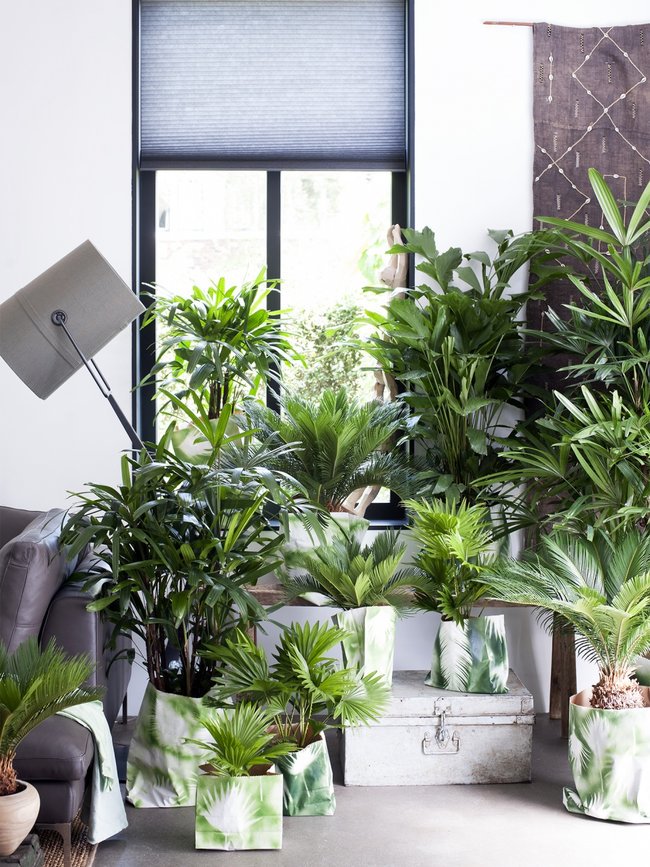 De wisselwerking die zich dagelijks in de dampkring afspeelt, vindt ook plaats in je huis. Met een paar forse planten breng je meer zuurstof in de kamer! bit.ly/2HaXXqt