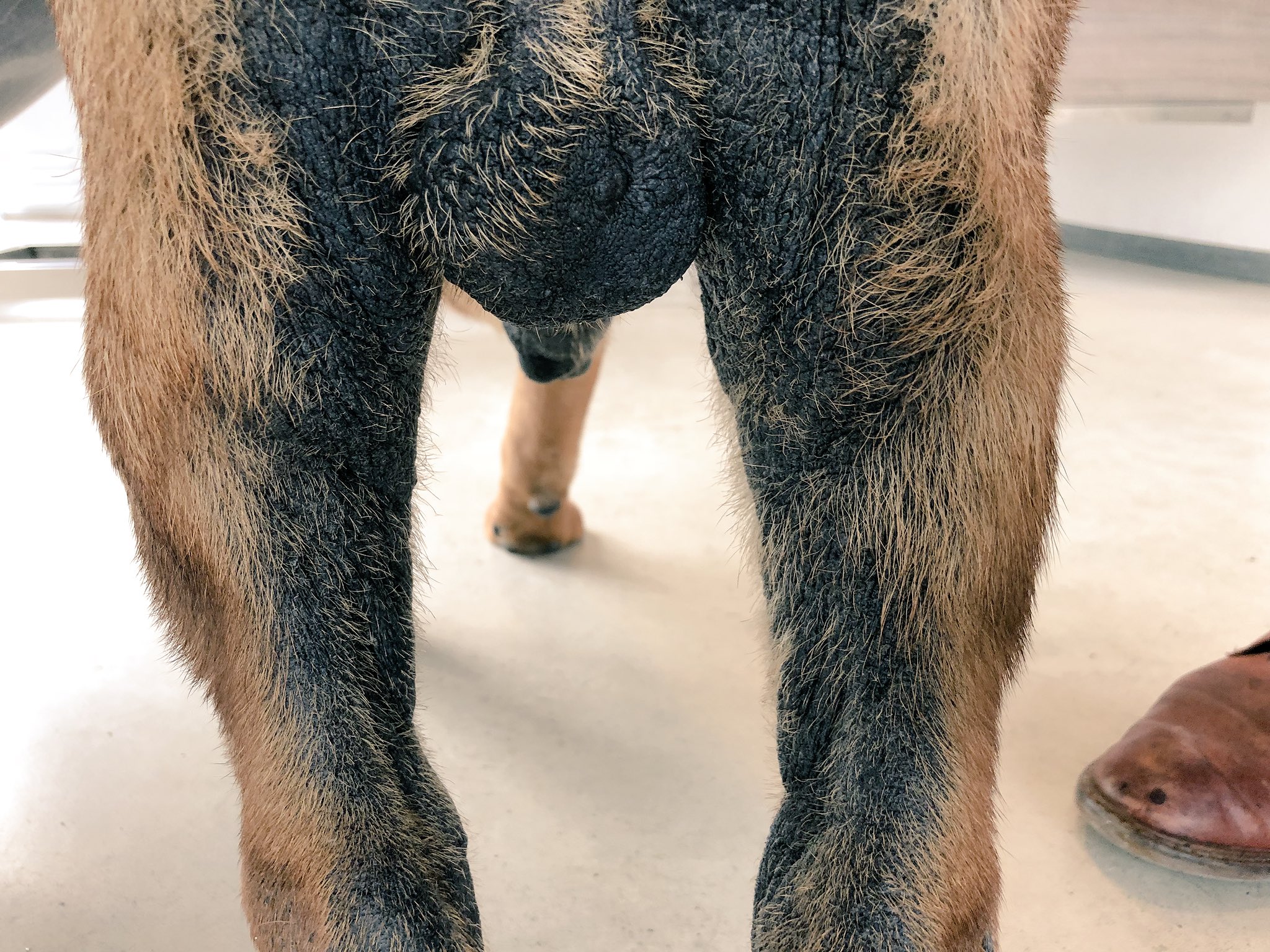 Uitreiken Omleiding Erfenis MARKdierenarts on Twitter: "“Olifantenhuid” bij een hond ten gevolg van  atopie......#jeuk #allergie #vleuterweide #markdierenarts #utrecht  https://t.co/AaJ9jwak81" / Twitter