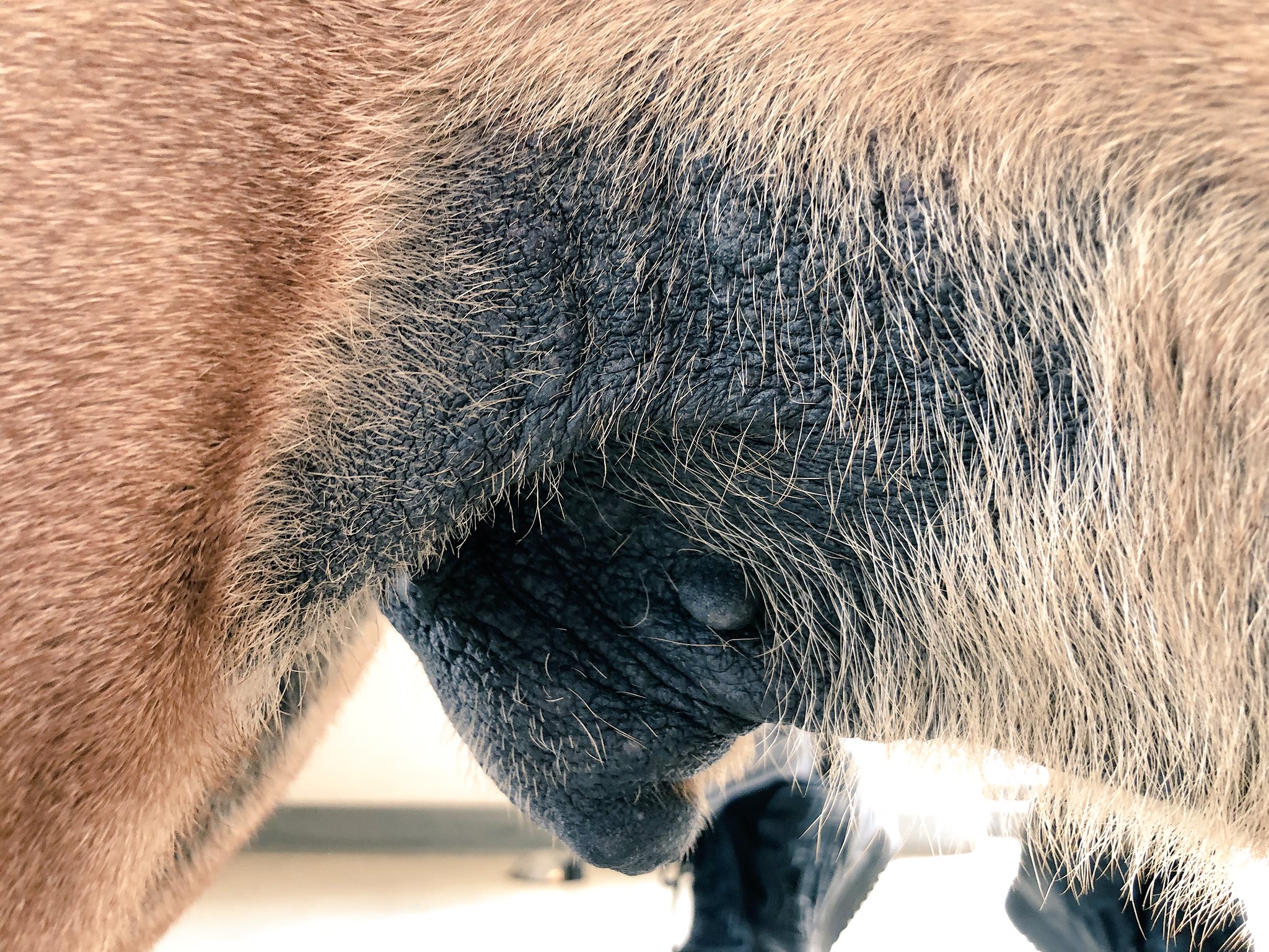 Uitreiken Omleiding Erfenis MARKdierenarts on Twitter: "“Olifantenhuid” bij een hond ten gevolg van  atopie......#jeuk #allergie #vleuterweide #markdierenarts #utrecht  https://t.co/AaJ9jwak81" / Twitter