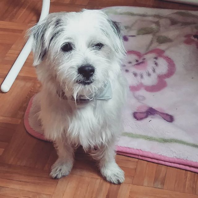 punk2jazz's tweet photo. It amazes me how Percival (previously named Pirate) has grown happy in the space of a few days. He's so well behaved and loving, he makes my house a home.
#muttdogs
#muttsofinstagram
#dog
#cutedogs
#mississauga https://t.co/7WgRXtPdPc https://t.co/1TlrhCbww2