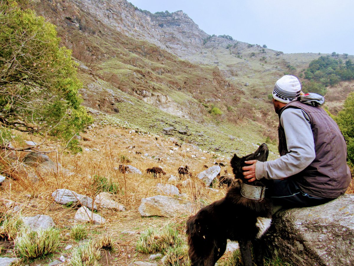 shepherdsofhim's tweet photo. Introducing the first Gaurd Dog with herds of Rudranatj  "Basanti_The Queen _ An Angry Lady_Fearless to any danger in the forest but Scared of lightening_loves petting on her head but she still hates me  :)

#ShepherdsofHimalayas #sheepherding #culture #Himalayas #GaurdDogs https://t.co/YtYHNUGCcf