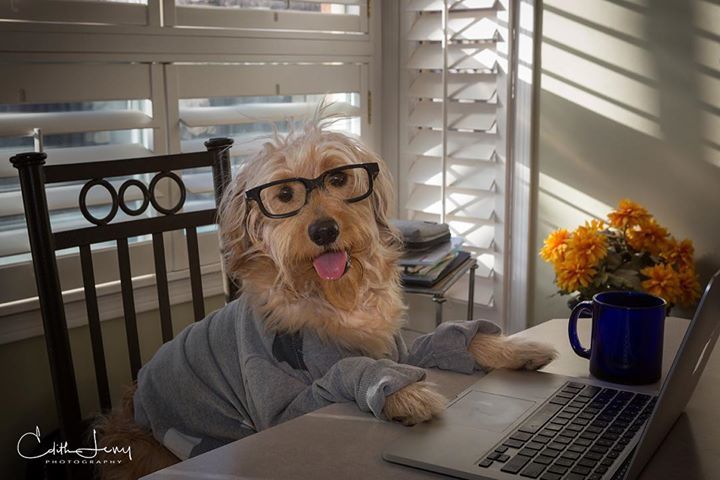Edithlevy21's tweet photo. Happy Finn_Day Friday. One more day of work until the weekend. Enjoy even though it might be a soggy, winter one. #doodle #doodlesofinstagram #doodsofinstagram #goldendoodle #goldendoodlesofinstagram #dogsofinstagram #puppylove #alldressedup #workingdog #workingdogsofig #bes… https://t.co/3JJPiSKPuQ