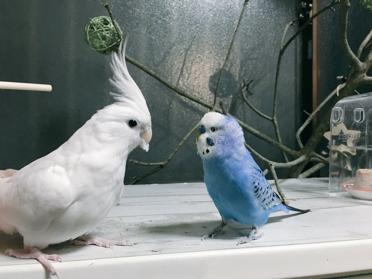 Chisa Twitterren リコたんが何考えてるかわかる人 オカメインコ アルビノ セキセイインコ 仲良し ほわ毛