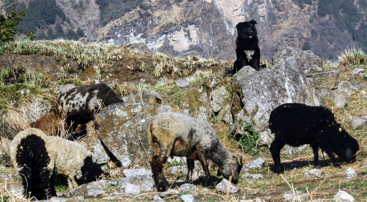 shepherdsofhim's tweet photo. Introducing the first Gaurd Dog with herds of Rudranatj  "Basanti_The Queen _ An Angry Lady_Fearless to any danger in the forest but Scared of lightening_loves petting on her head but she still hates me  :)

#ShepherdsofHimalayas #sheepherding #culture #Himalayas #GaurdDogs https://t.co/YtYHNUGCcf
