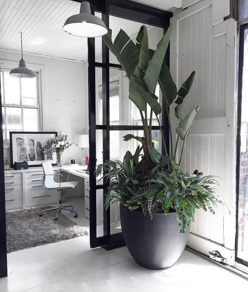 HardingBotanica's tweet image. Your office deserves something beautiful!! How about adding plants?! hardingbotanicals.com/blog/2018/4/4/…