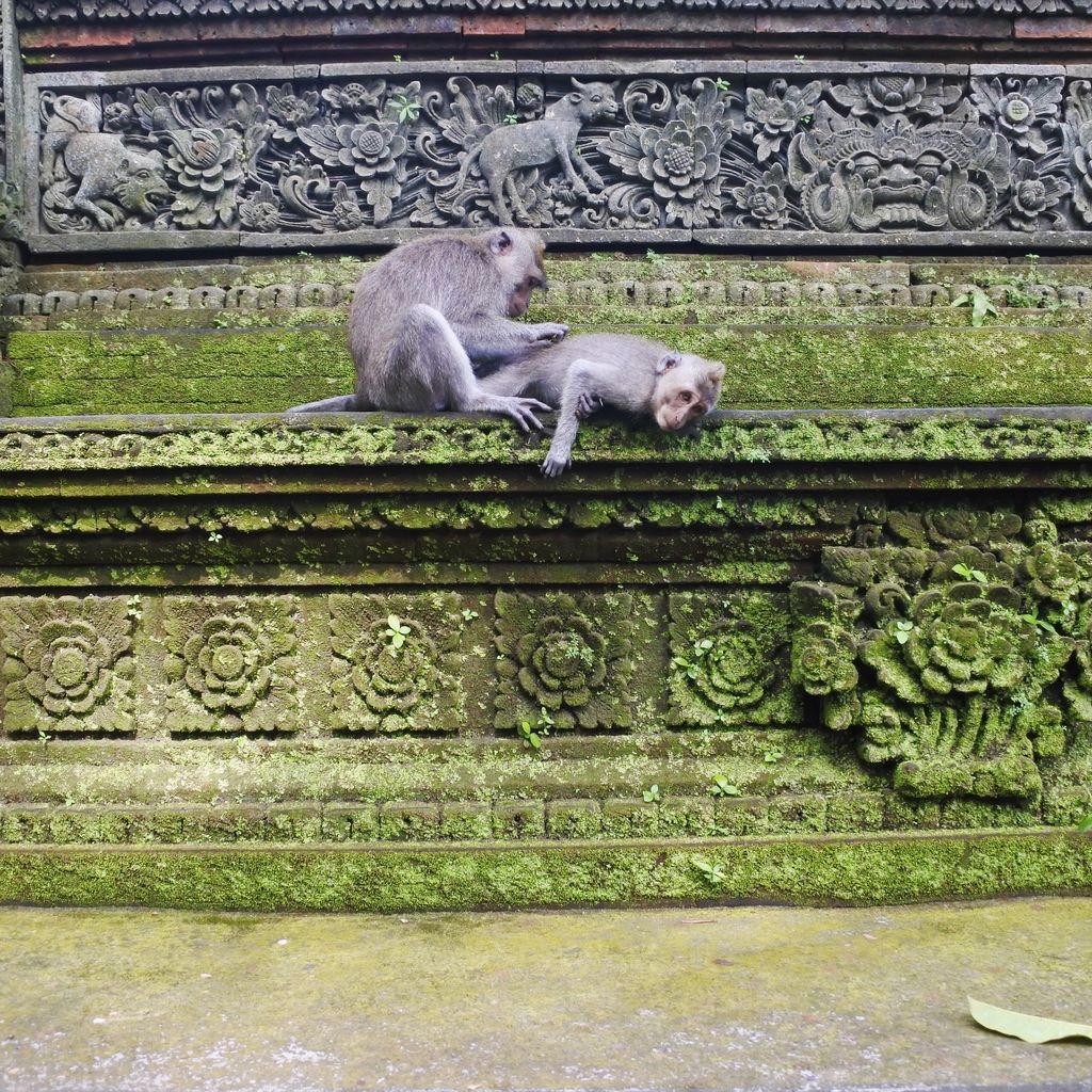 warimbapeople's tweet photo. Friday Feelings 🤣🐒💛
➖🤟➖
#WarimbaJourney #bali #ubud #monkeyforest #monkeyforestubud #trihitakarana #fridaymood https://t.co/IGUgtC7Wnr