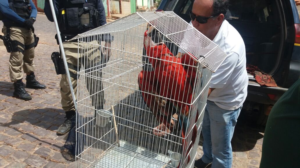 Sertao_Baiano's tweet photo. #FPI resgata mais de 200 animais silvestres na região de #SantaMariaDaVitória https://t.co/6e2gQRBRGd #Coribe #SerraDourada #SítiodoMato #RioSãoFrancisco @ICMBio @MPdaBahia @SEAGRI @brasil_IBAMA #Funasa https://t.co/9zVl5k9Uom