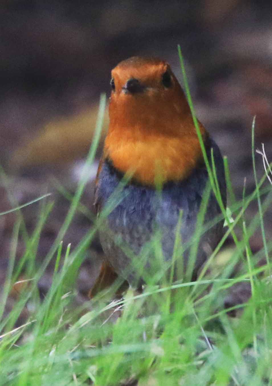 片柳弘史 オレンジ色の顔とすらっと長い脚が印象的なコマドリ クックロビン 鳴声が美しいことから ウグイス オオルリと並ぶ 三大鳴鳥 と呼ばれています クックロビン音頭 も歌えるかもしれません 8 T Co Inpa0bujob Twitter