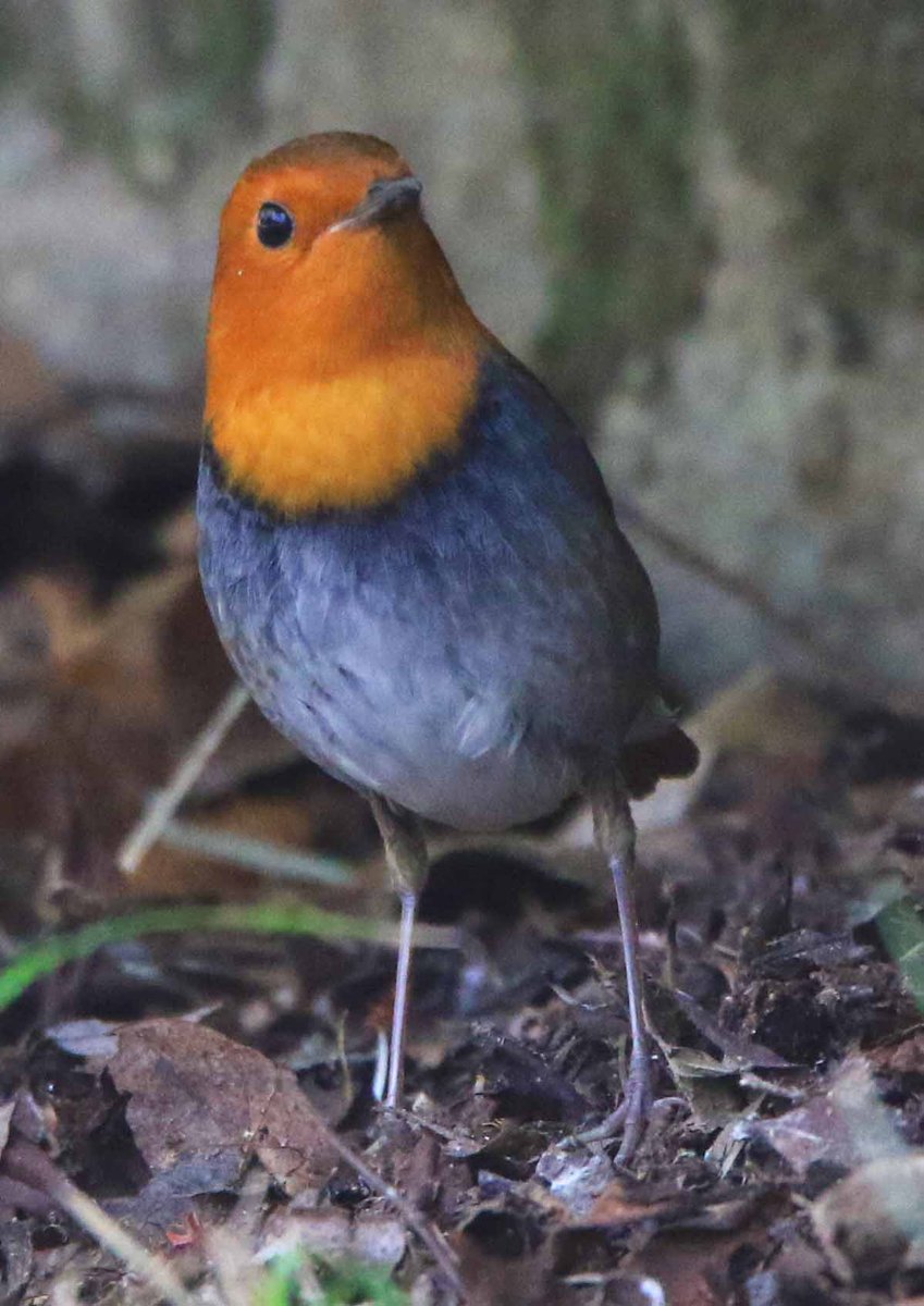 オレンジ色の顔とすらっと長い脚が印象的なコマドリ(クックロビン)。鳴