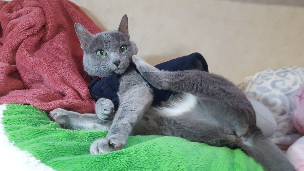 날추우면 옷을 입혀야하는게 진리ᆢ
그러나 이 분 께선 ㄱ 싫은 모양이다. 옷벗다 딱 걸려 식은땀 흘리는중--;