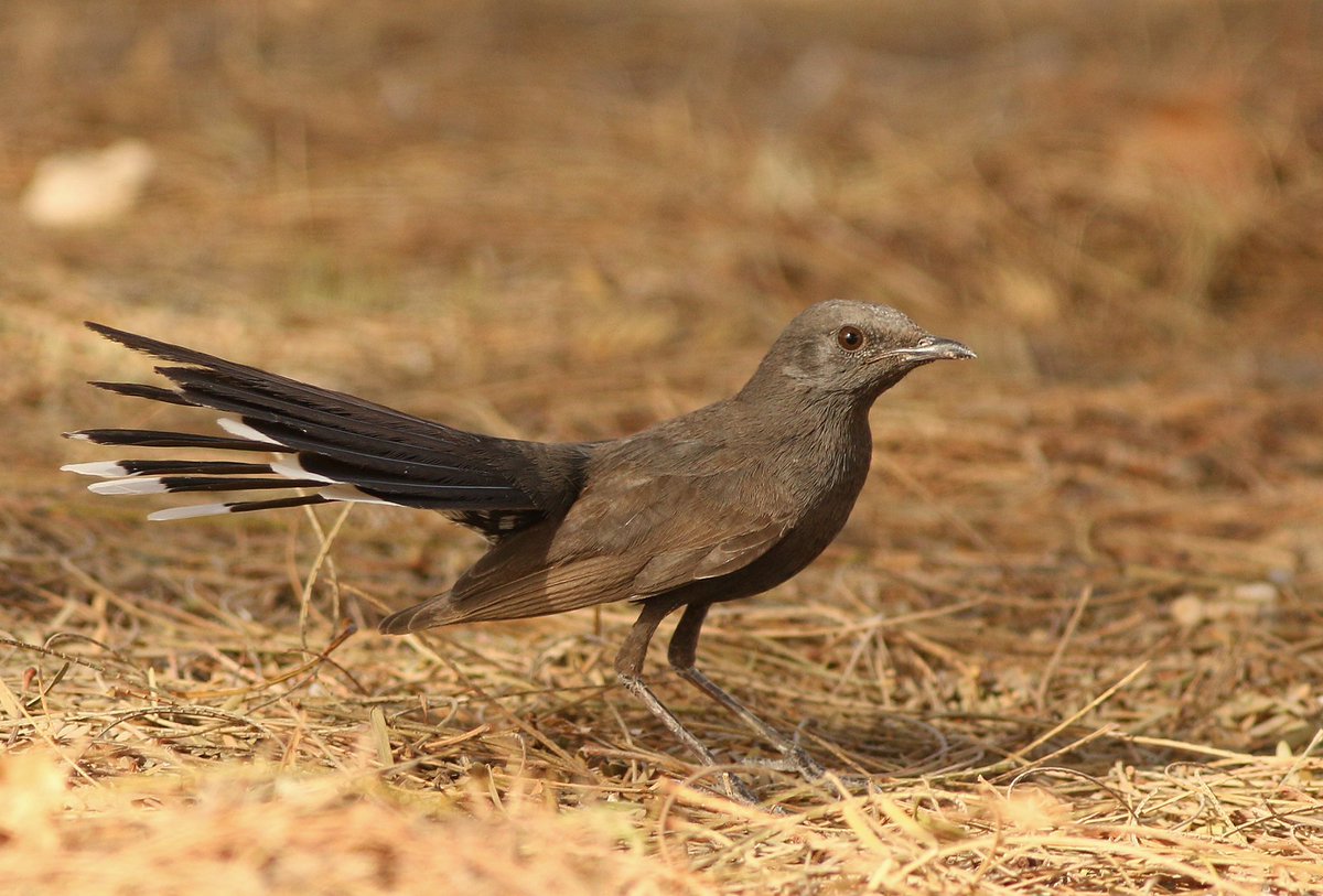 Markthebirder's tweet photo. A skulking Black Bush Robin (ahem) at Kibbutz Lotan:- https://t.co/NCReBdBaX3 @DarrenNWoodhead @YCNature @BirdingDad @yoavperlman @ZEISSBirding #COTF18 #goterriers https://t.co/QwvBHMu6Bz