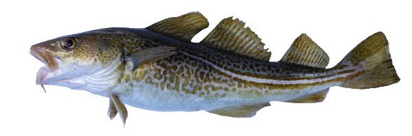 SeasourceImport's tweet image. New Northern Water Fish Arriving Monday - mailchi.mp/ffdfb0aadc0a/n…