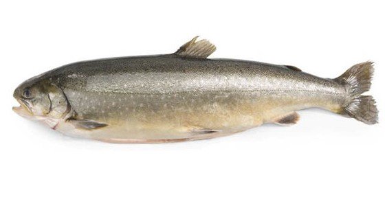 SeasourceImport's tweet image. New Northern Water Fish Arriving Monday - mailchi.mp/ffdfb0aadc0a/n…