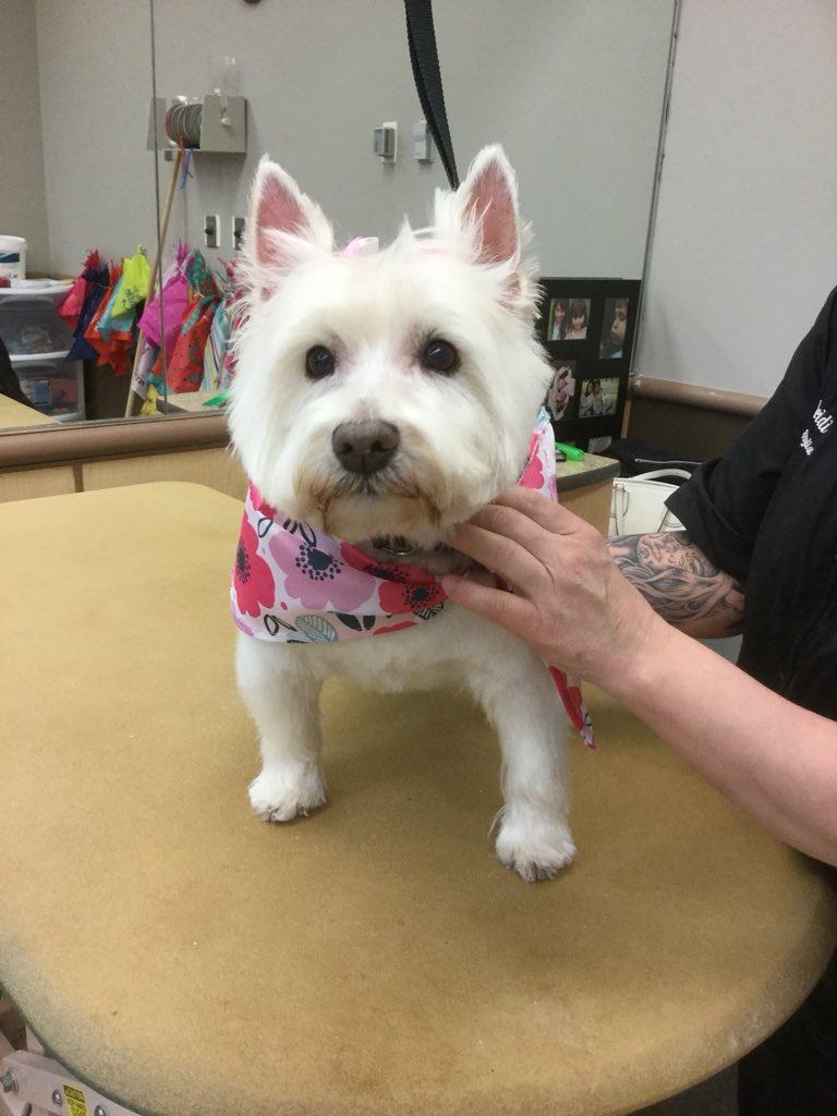#extrememakeover done by Heidi....this is Maddie the messy West highland terrier alway in trouble owns salon when she is here just love her #1580 #cny #northeastgrooming