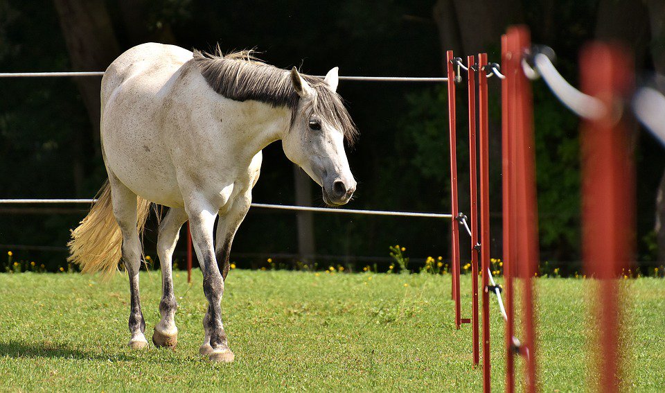 VioVetEquine's tweet photo. Are you struggling with a lazy or lethargic #horse? Find out what you can do by reading our most recent #blog. https://t.co/PFdLXWH6l8 https://t.co/q4Rr82xrlr