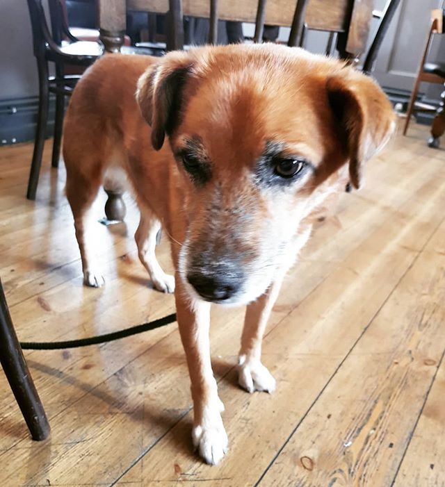 theknowlepub's tweet photo. One of our most regular #pubdogs Stan is a firm favourite of ours! Such a lovely face and temperament. He's always after a #cuddle and a belly rub. Such a #goodboy !
#notjustapub #dogfriendly #dog #pub #hashwag #doggo #pupper #dogpub https://t.co/opzw8Tij5e https://t.co/rrTKx8YZ62