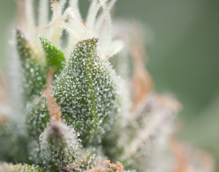 Albuquerque city council votes to decriminalize #marijuana. Find out here: 420tv.social/ts67c