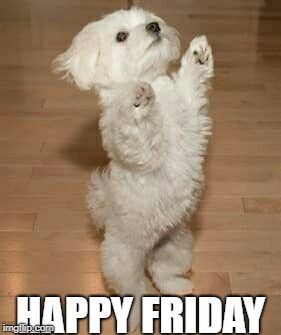 RoyalFlushHavs's tweet photo. Its Friday! Get out and have some fun! Comment below with a picture of what you and your pup will be doing this weekend! #RoyalFlushHavanese #doglovers #crazydogpeople #haveAhavanese #dogsoftwitter https://t.co/q32eoQtnk4