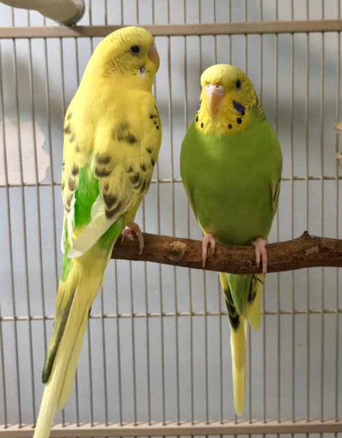 CPRHparrots's tweet photo. Please check out our April newsletter! https://t.co/I2Hr7j0ooN https://t.co/9zWh9FRvF9