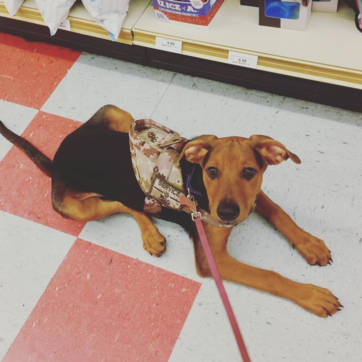 semperk9's tweet photo. #tbt to Eve when she was just starting her public outings! She will be graduating with her handler tomorrow at our graduation ceremony. #semperk9seve #servicedog #intraining #veteranshelpingveterans #rescuedog #ophrescue #sheltertoservice #semperk9 #servicedogs4vets #semperf… https://t.co/hU2hluexFy