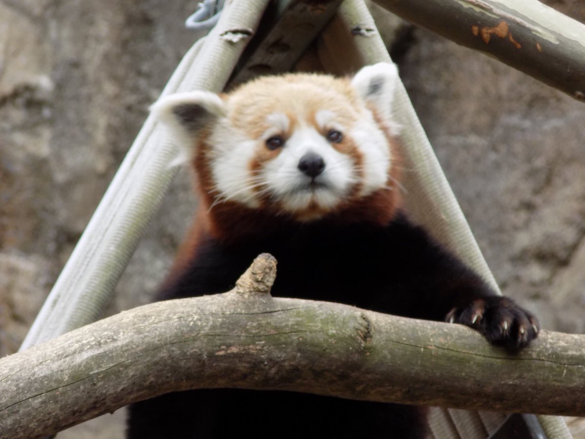 Sad Red Panda
