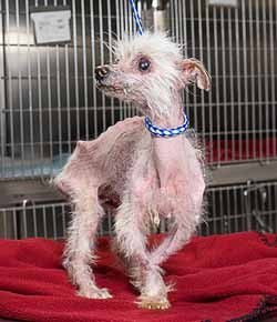 N_Kath_'s tweet photo. La gente de mierda que compra perritos de raza, solo para elevar su "estatus"a costa de un animal, sabrá en las condiciones horrendas que tienen a los animales en los criaderos?  "animalistas"    #Exolotacion   #AdoptaNoCompres   #AnimalRescue   #AnimalRights https://t.co/TdIkKAGY7E