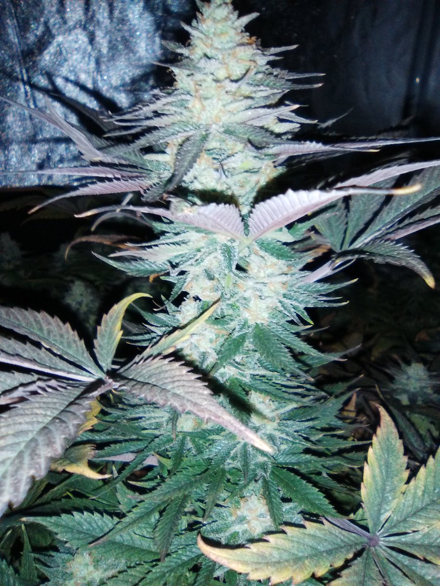 SpanishBreeder's tweet photo. 💣💣#BlackDominaExplosion 🚨🚨
👌👍#SomangoMayor 👍👍#CriticalBang 🔥🔥🔥
😃🚀🚀Banco Sputnik seeds🚀🚀
🛎️🛎️Fertilizantes Green-Paipai Fertilizante  😎😍
🏋️‍♂️🏋️‍♂️Domotizado con Mycroclime🏋️‍♂️🏋️‍♂️ https://t.co/gDceTnOt9H