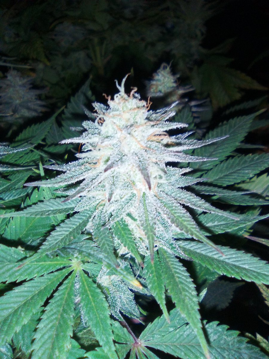 SpanishBreeder's tweet photo. 💣💣#BlackDominaExplosion 🚨🚨
👌👍#SomangoMayor 👍👍#CriticalBang 🔥🔥🔥
😃🚀🚀Banco Sputnik seeds🚀🚀
🛎️🛎️Fertilizantes Green-Paipai Fertilizante  😎😍
🏋️‍♂️🏋️‍♂️Domotizado con Mycroclime🏋️‍♂️🏋️‍♂️ https://t.co/gDceTnOt9H