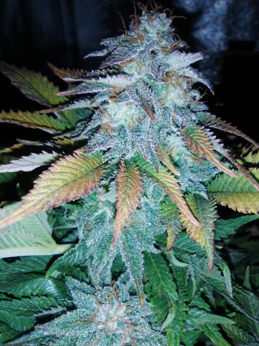SpanishBreeder's tweet photo. 💣💣#BlackDominaExplosion 🚨🚨
👌👍#SomangoMayor 👍👍#CriticalBang 🔥🔥🔥
😃🚀🚀Banco Sputnik seeds🚀🚀
🛎️🛎️Fertilizantes Green-Paipai Fertilizante  😎😍
🏋️‍♂️🏋️‍♂️Domotizado con Mycroclime🏋️‍♂️🏋️‍♂️ https://t.co/esOF4LYck2