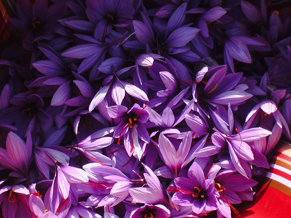 Parce qu’au Mas Gourdou, on fait aussi du Safran 🌸 #MasGourdou #picsaintloup #hérault #safran #languedoc