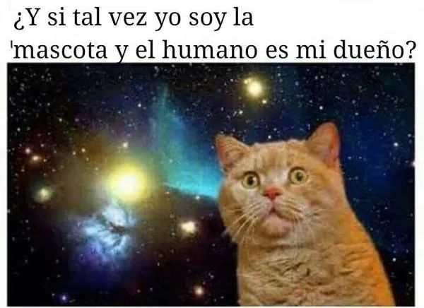 sergat0's tweet image. Y si tal vez...... 😺