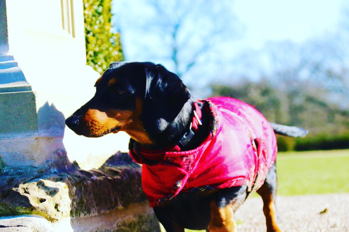 RubyandMink's tweet photo. Cannot wait for some sun to get back in my life! #needmoresun #bringonsummer #sunnydays #dachshundlife #dachshundproblems #nesh https://t.co/h4sYnCheAE