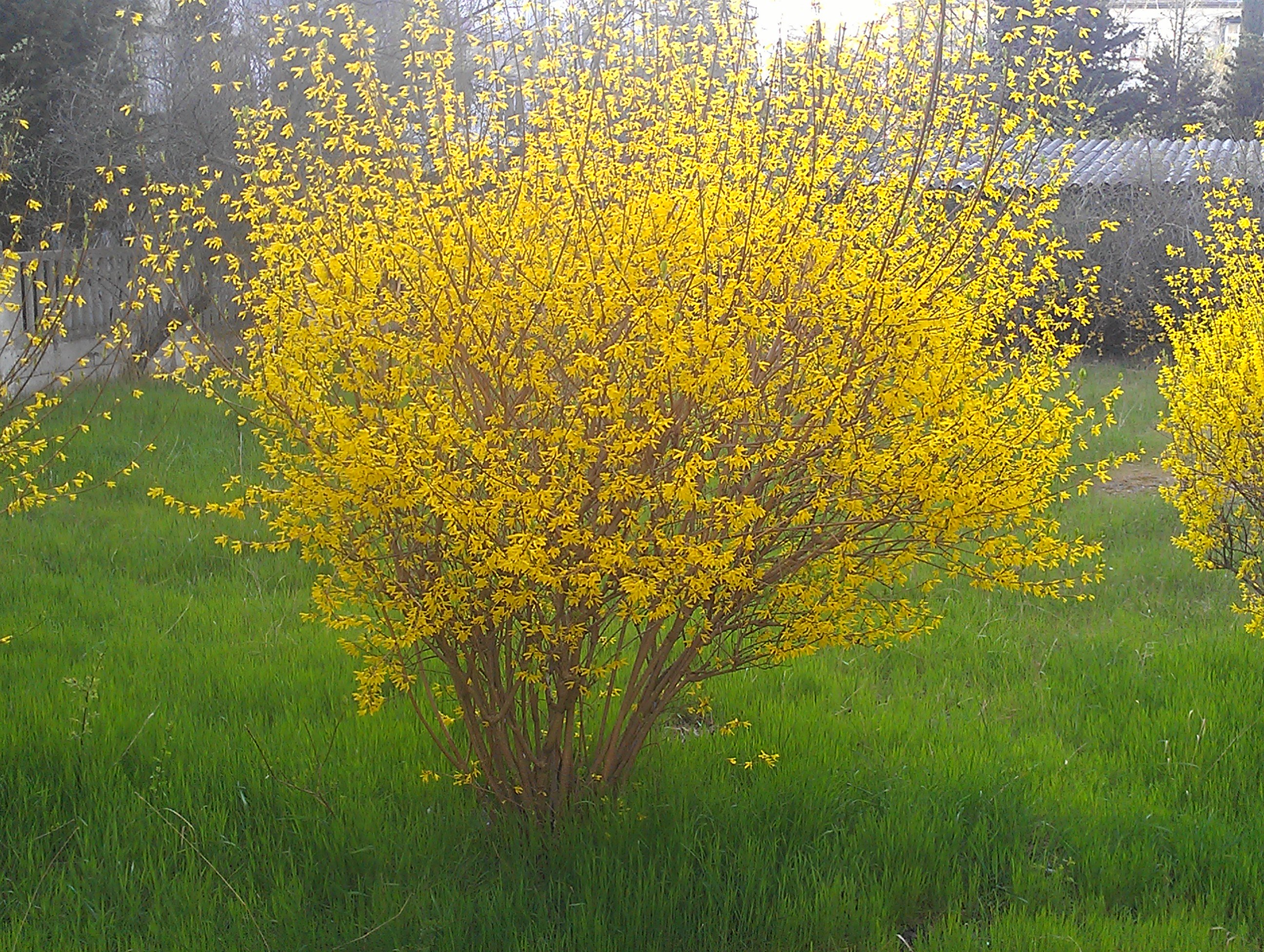 Форзиция гибридная Maluch