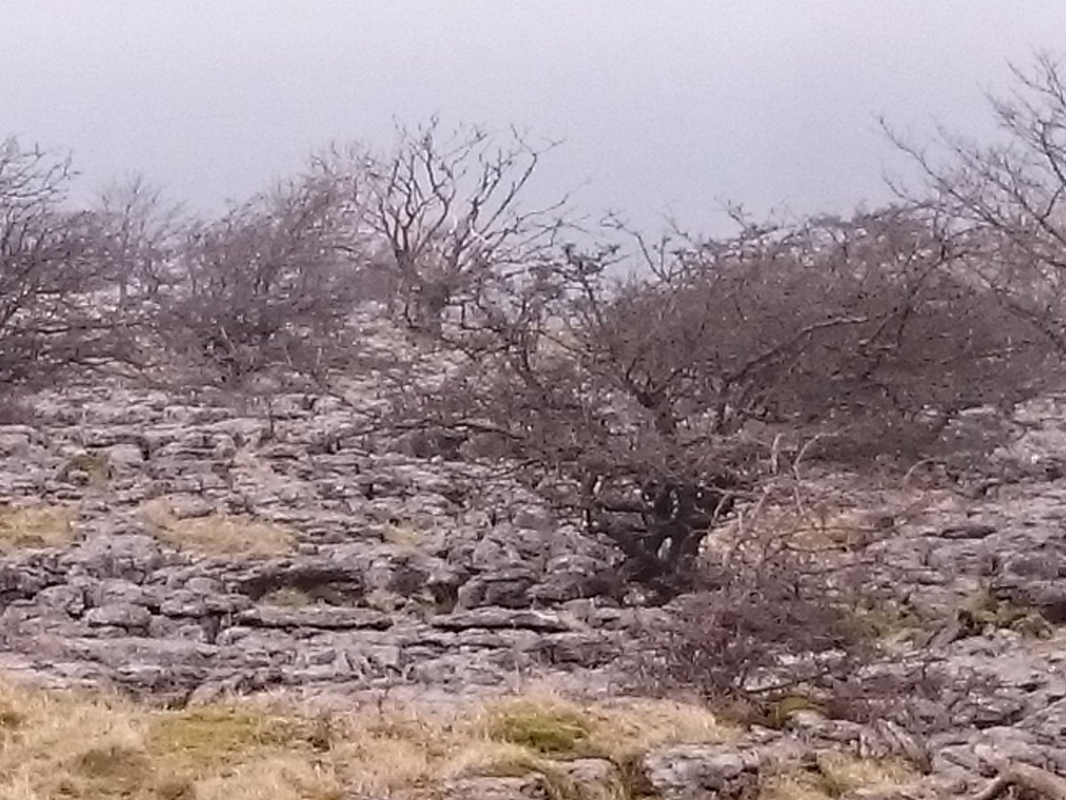 LupineAdventure's tweet photo. A sombre @YorksWildlife Southerscales NNR for today's #Yorkshire3Peaks with @CULSUmwSoc raising money for @_4Louis. Luckily the group are in buoyant mood guided by @niddvalleyphys. https://t.co/cHRVDNeZpg